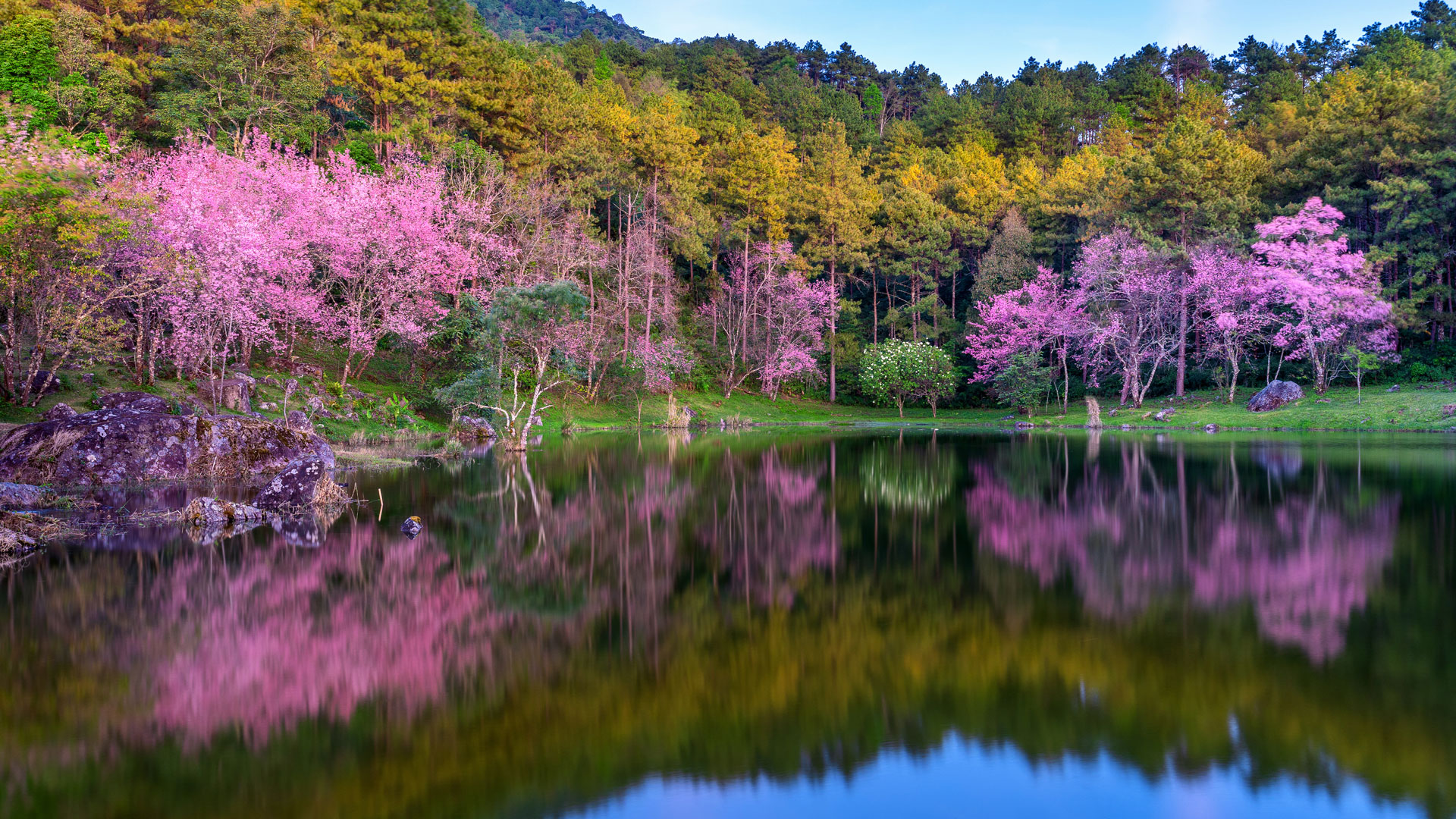 lake with trees and blossom trees.